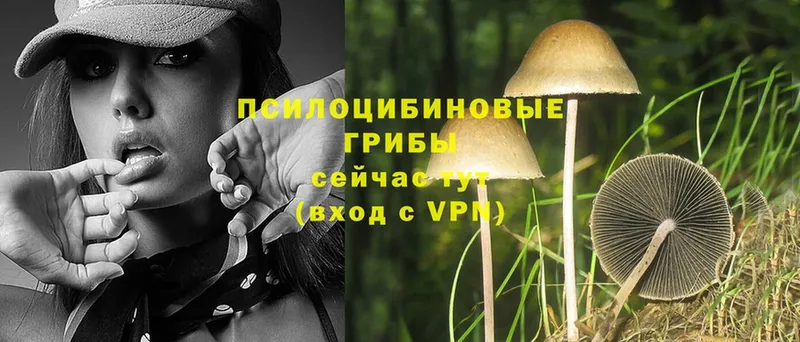 Галлюциногенные грибы Magic Shrooms  Зеленогорск 